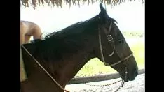 Abspielen Fucworld-Beater-Zauber zu Pferd auf einem Sägebock