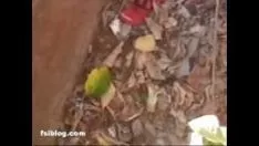 Reproduzir Vizinho doa