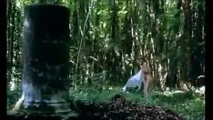 चलाएँ Wildcat
