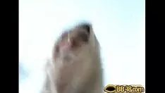 Reproducir Chica rubia oceanic abysspharynxs un big sashay - en bb-18.com